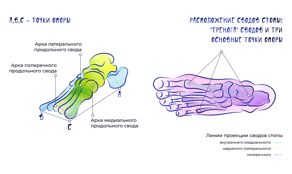 Строение стопы.png